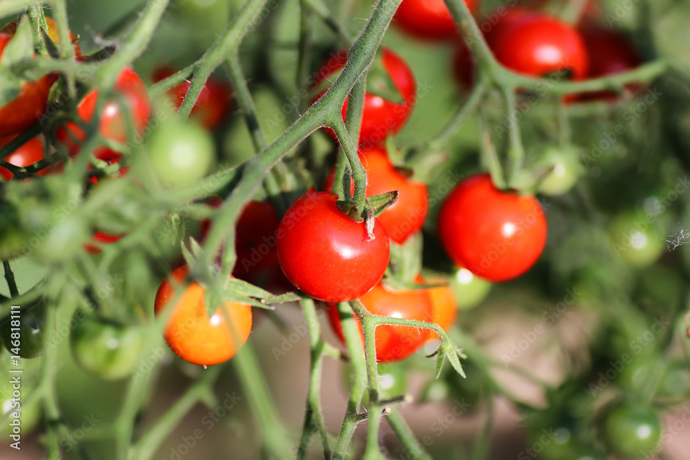tomato on branch crop