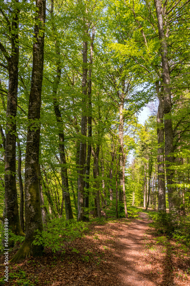 Fototapeta premium Waldweg mit Buchenbäumen