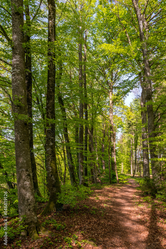 Waldweg mit Buchenbäumen, im Hintergrund die Waldlichtung