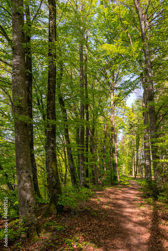 Waldweg mit Buchenbäumen, im Hintergrund die Waldlichtung