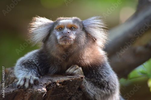 Little Monkey