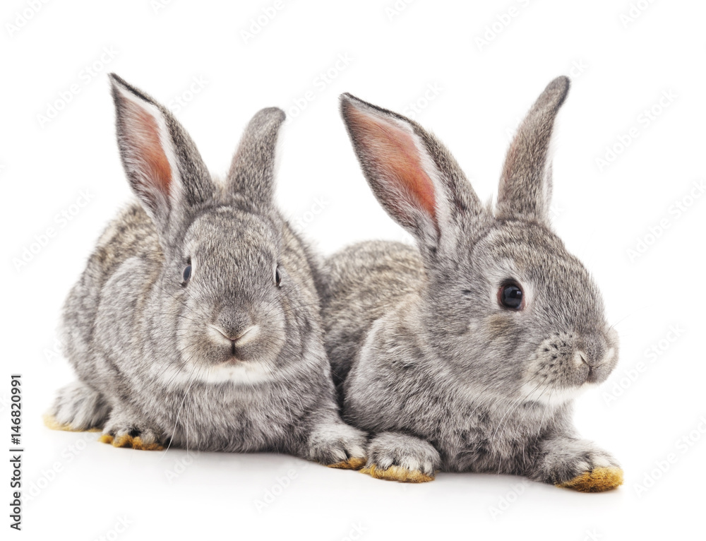 Fototapeta premium Two gray rabbits.