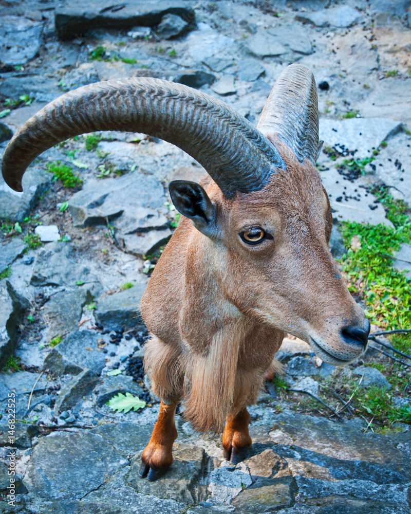 Bucardo Mountain Goat, one extincting species