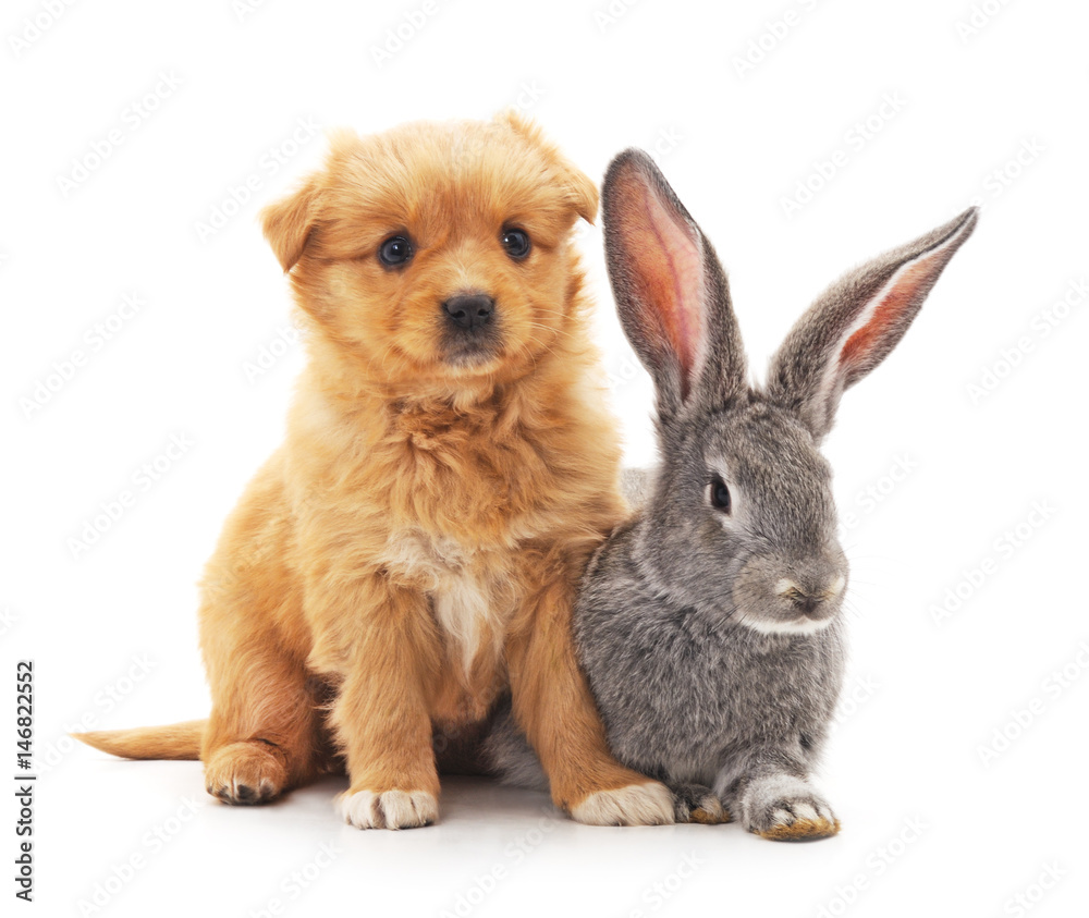 Little dog and rabbit.