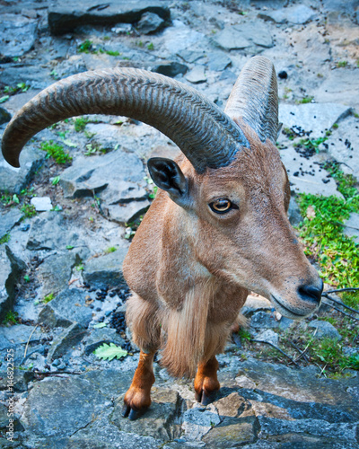Obraz na płótnie Bucardo Mountain Goat, one extincting species w salonie