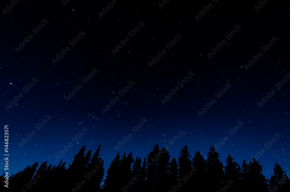 starry sky over silhouetted pine trees