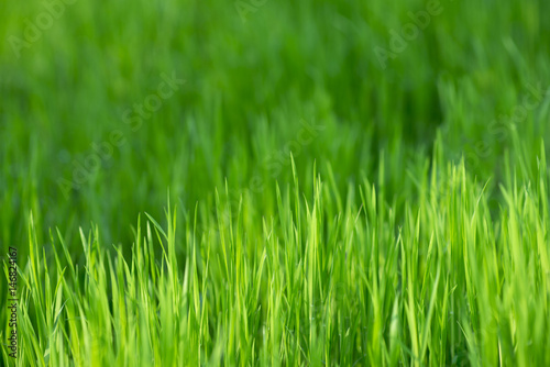 Lush green grass in spring