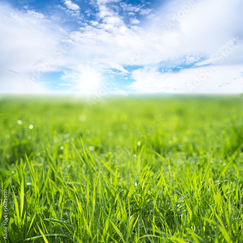 Field of green grass on a sunny day with a blue sky