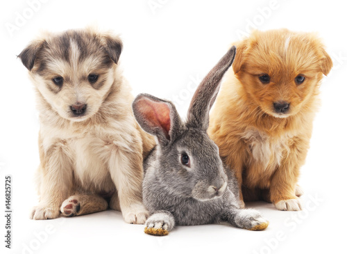 Rabbit and dogs.