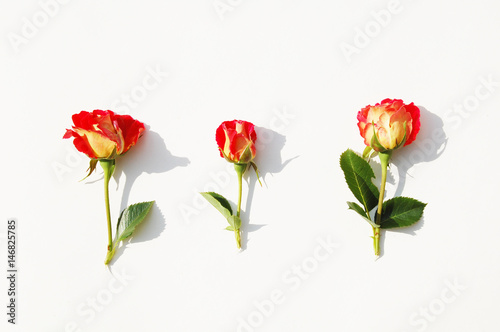 Three small red roses isolated on white background