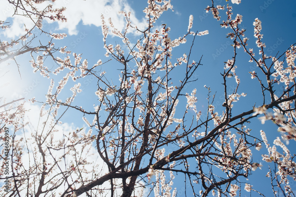Flowering tree branches against the blue sky. Spring in Europe. Flowering tree branches against the blue sky. Spring in Europe.