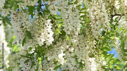 Acacia Akaciasläktet Akaasiat Акация Acácia Akácia שיטה Akacie Wideo Flower Thorn trees Akacija Flor Video Fiore Shittah tree Akasya Videotechnik Видео וידאו photo