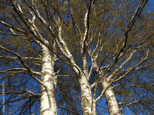 Fototapeta Naklejka Na Ścianę i Meble -  old birch tree