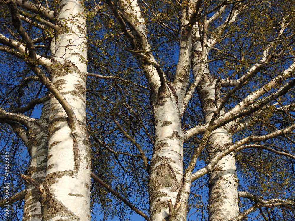 Obraz premium old birch tree