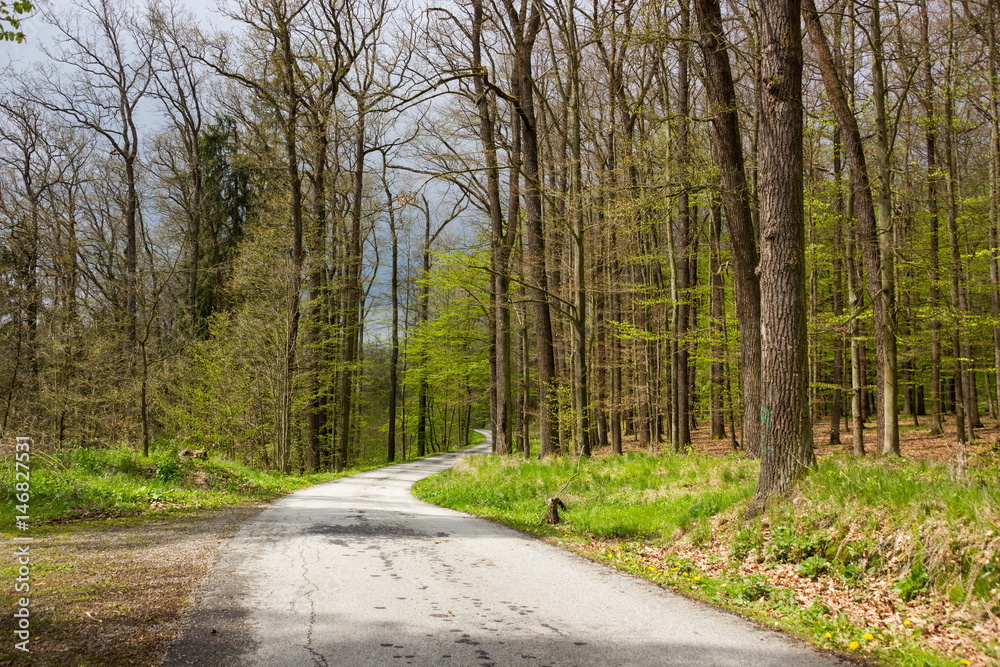 Road in spring forest, Czech Republic.