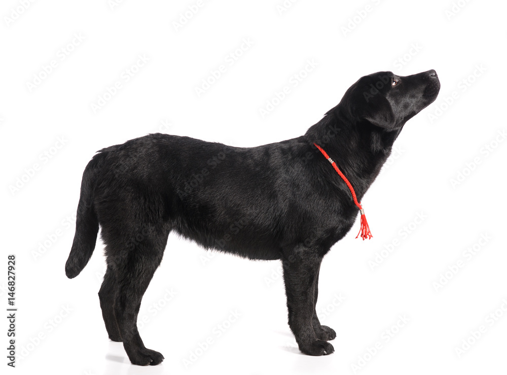 Black golden labrador retriever dog isolated on white background. Studio shot.