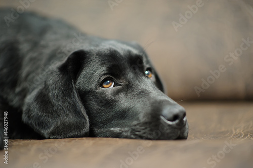 Labrador dog on sofa