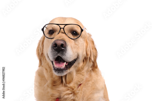 Funny golden labrador retriever dog looking in black glasses