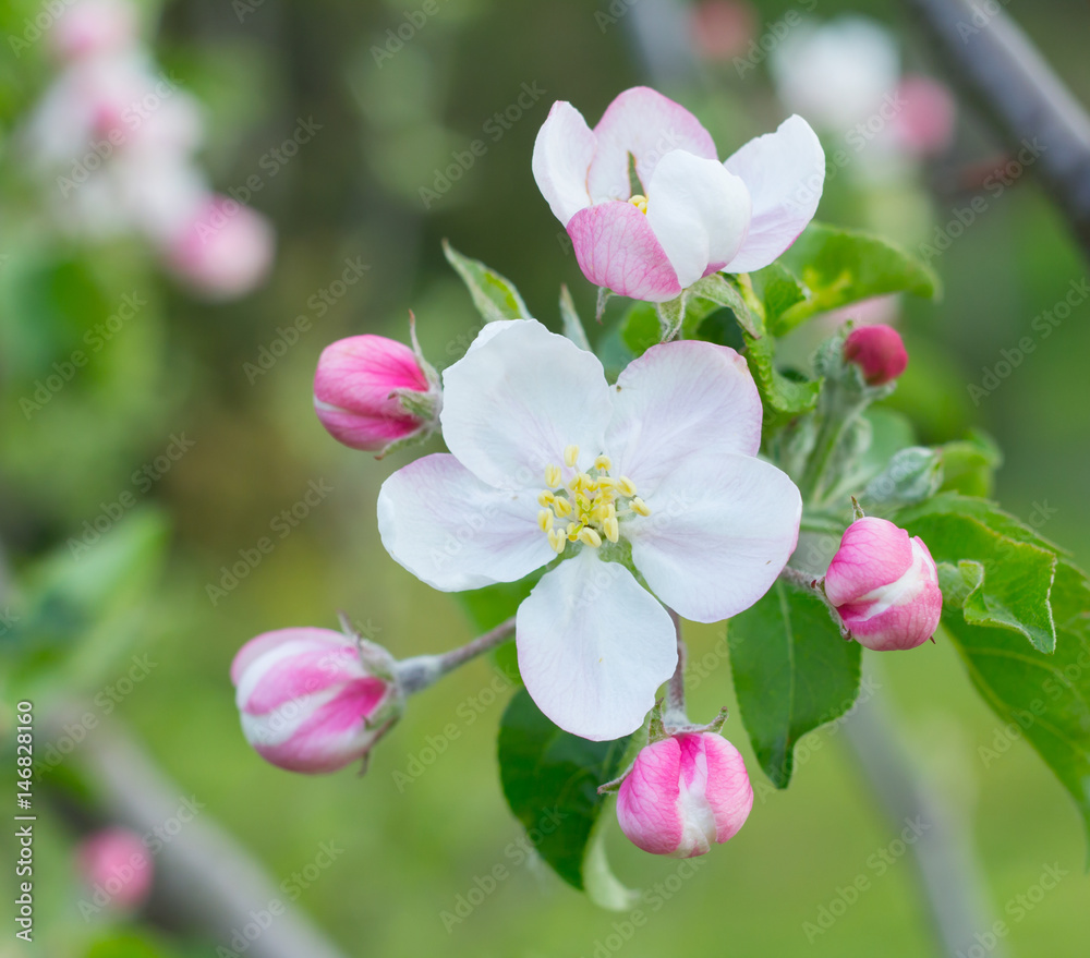 Fototapeta premium apple tree blossom flower closeup