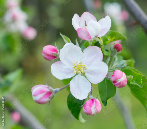 apple tree blossom flower closeup