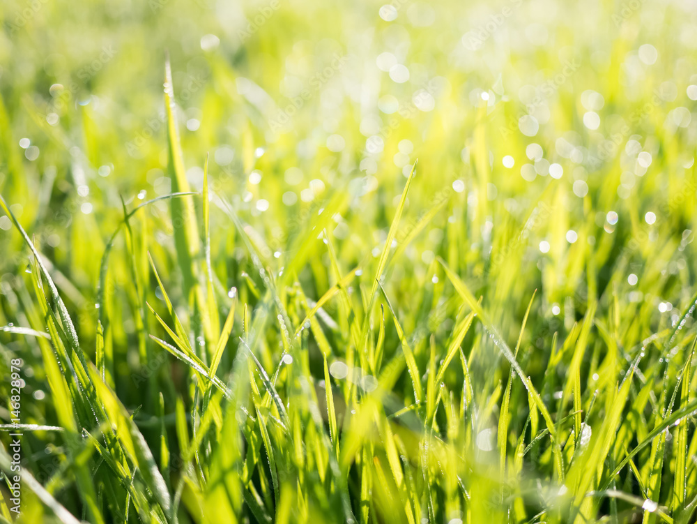 Spring nature background with green grass