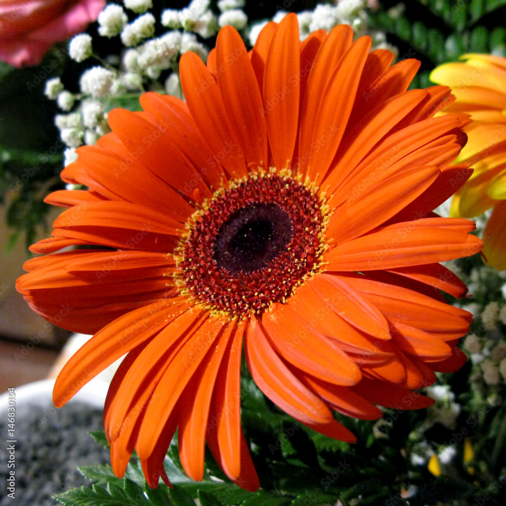 Photo gerbera blossom flower plant bouquet composition Photo gerbera blossom flower plant bouquet composition