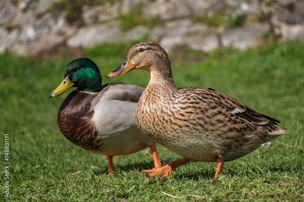 Couple of ducks walking on the riverbank near the river Couple of ducks walking on the riverbank near the river