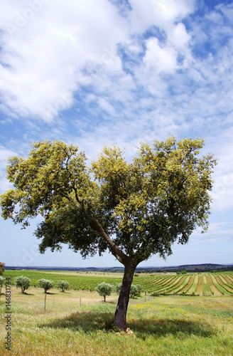 Agricultural fields with Cork oak,Alentejo, Portugal