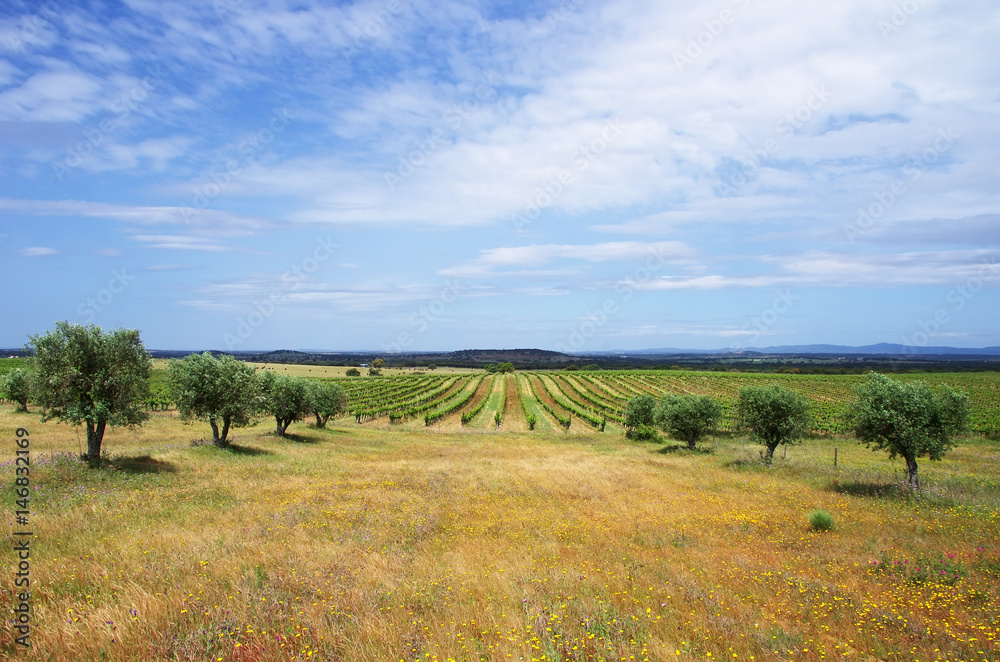 Agricultural fields, Alentejo region, Portugal