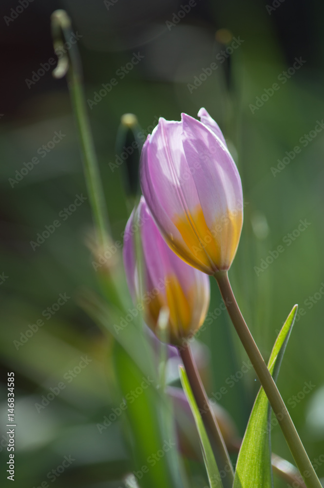 Fototapeta premium Lilac tulips