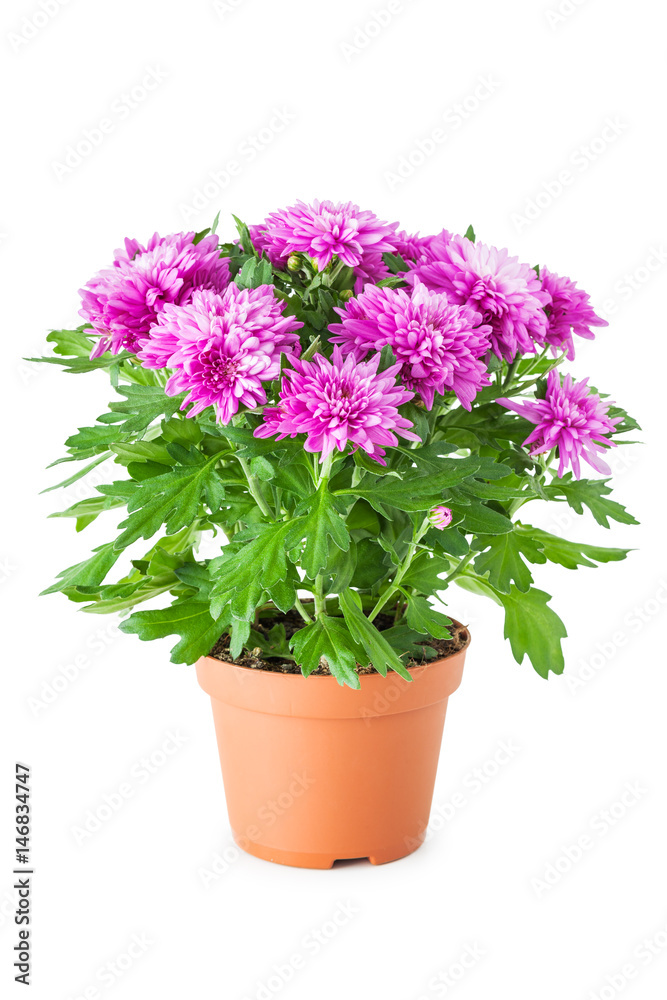 Purple chrysanthemum in flowerpot, isolated on white.