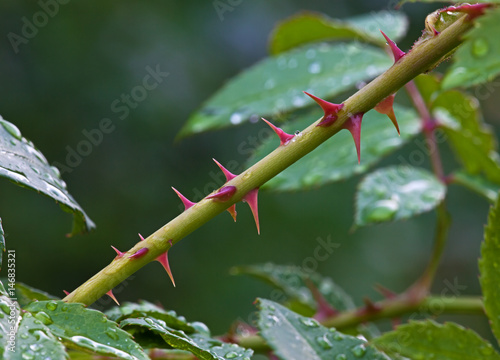 Thorns of roses
