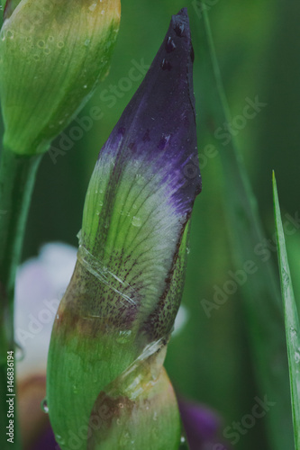 Fototapeta Naklejka Na Ścianę i Meble -  iris bud