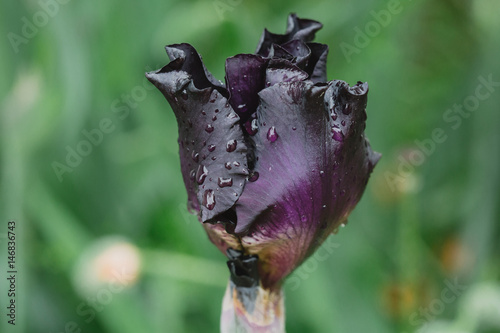 Fototapeta Naklejka Na Ścianę i Meble -  iris
