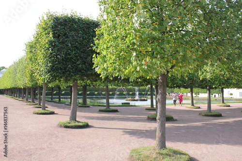 Square trees in the park