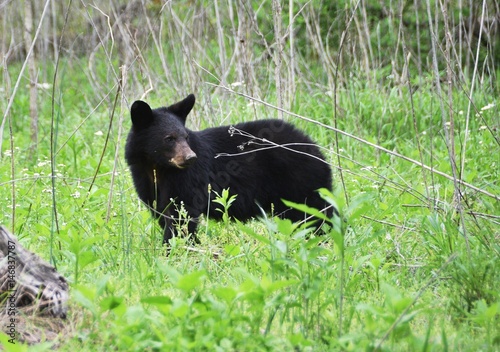 Black Bear in Weeds photo