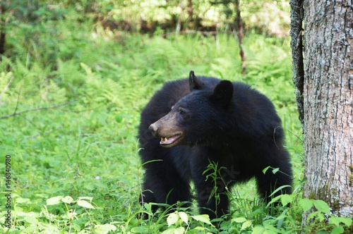 Black Bear