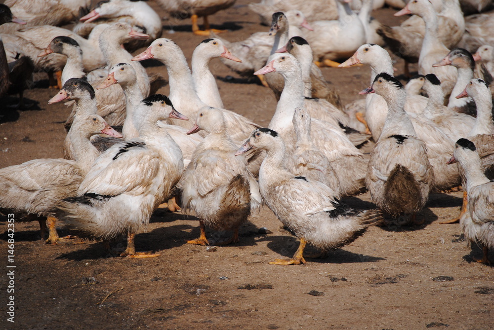 Obraz premium Elevage de canards