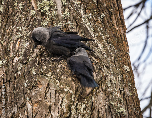 Two jackdows fighting for a hollow in pine tree photo