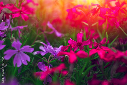 Beautiful flower background at sunset. spring background, blooming wild flowers.