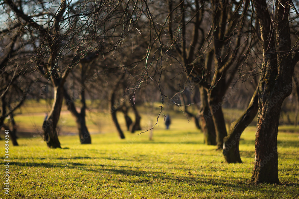 Fototapeta premium Alley with curved tree trunks on a sunny spring day.