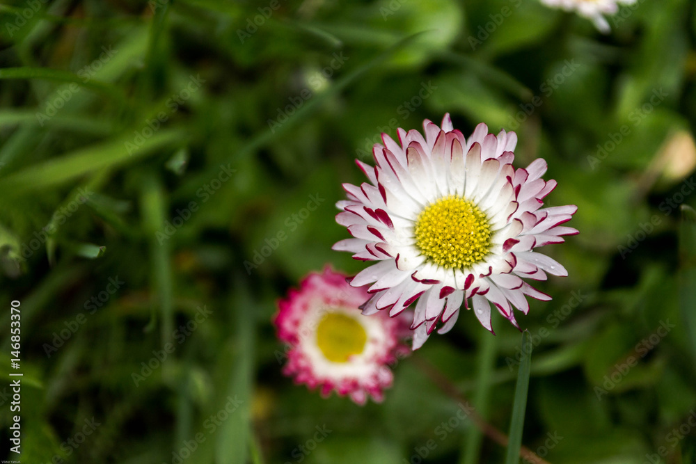 Field flower with white petals. Field flower with white petals.
