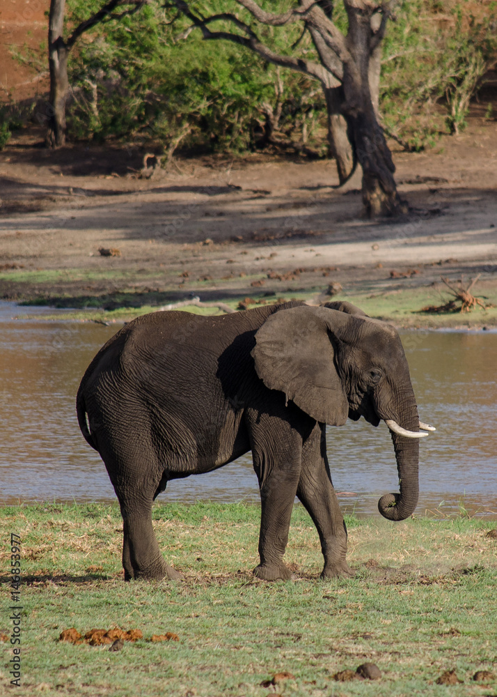 Fototapeta premium Nature in Africa