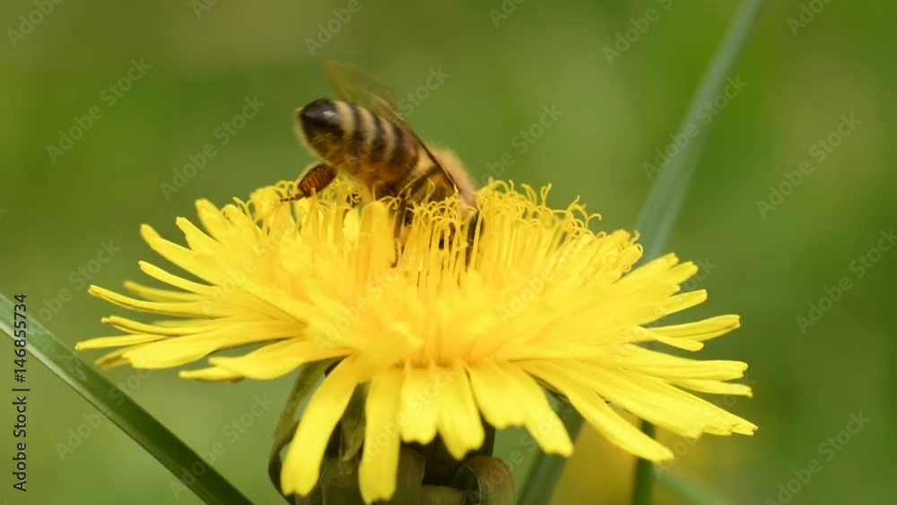 bee collects nectar on a dandelion bee collects nectar on a dandelion