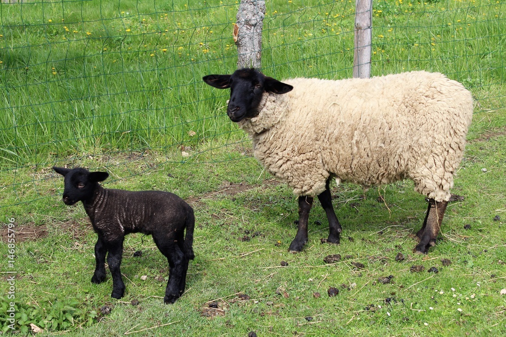 Suffolk Lambs