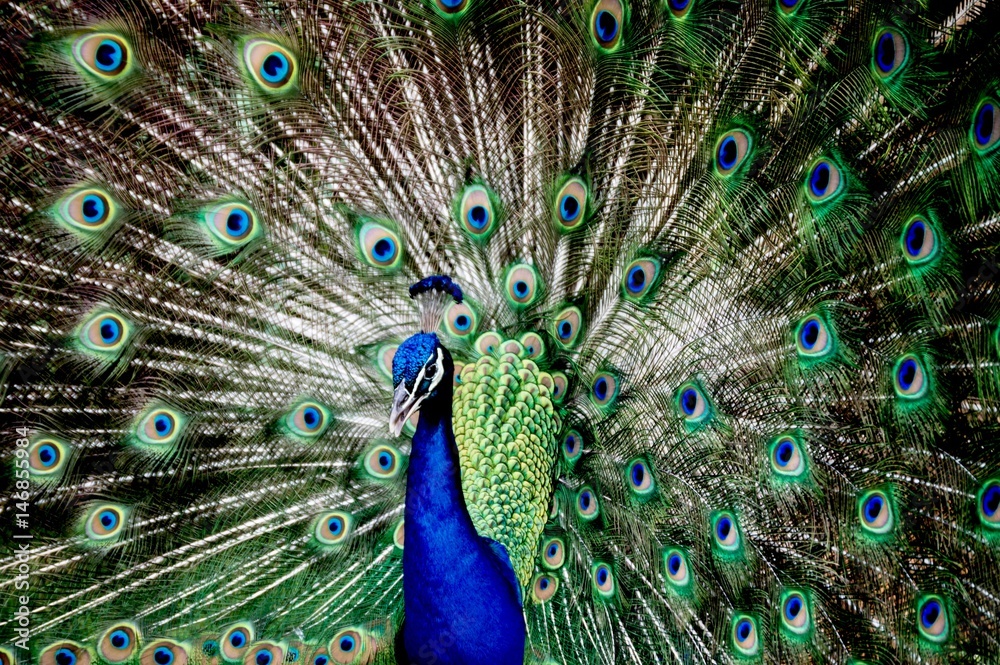 Naklejka premium Peacock