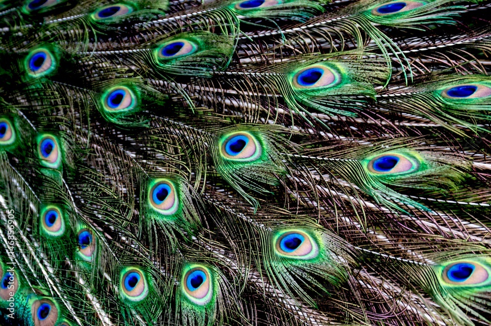 Fototapeta premium Peacock feathers 