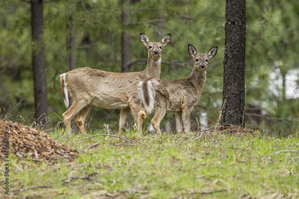 Two deer on hill.