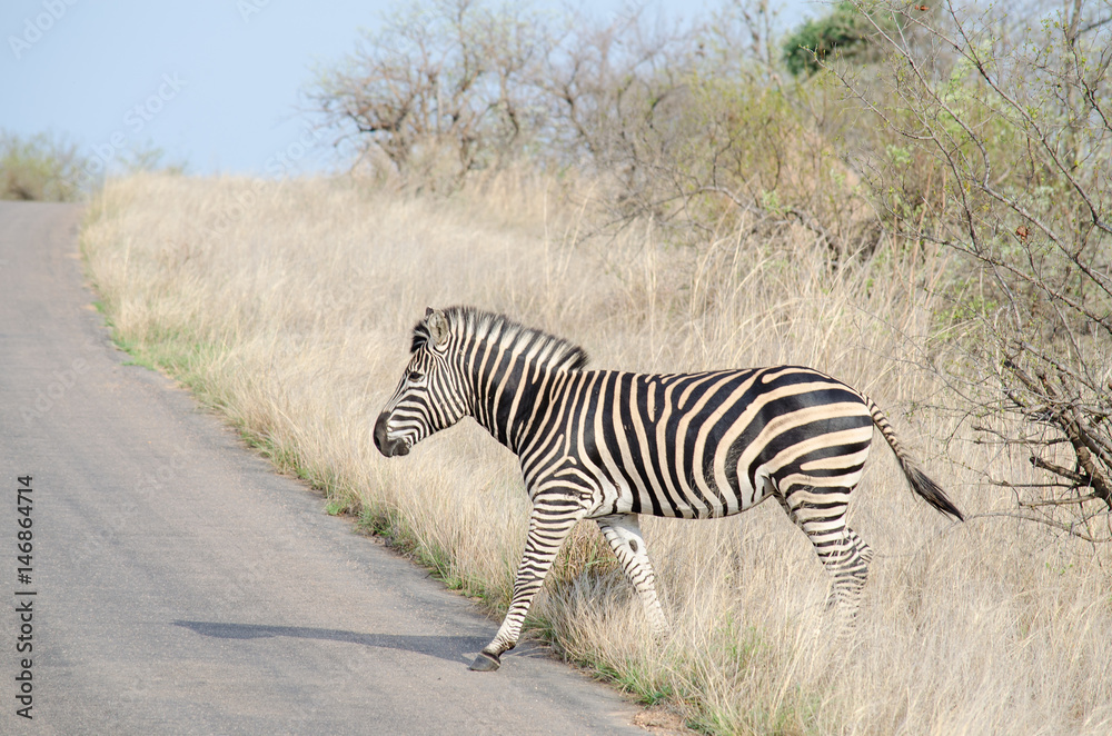 Fototapeta premium Nature in Africa