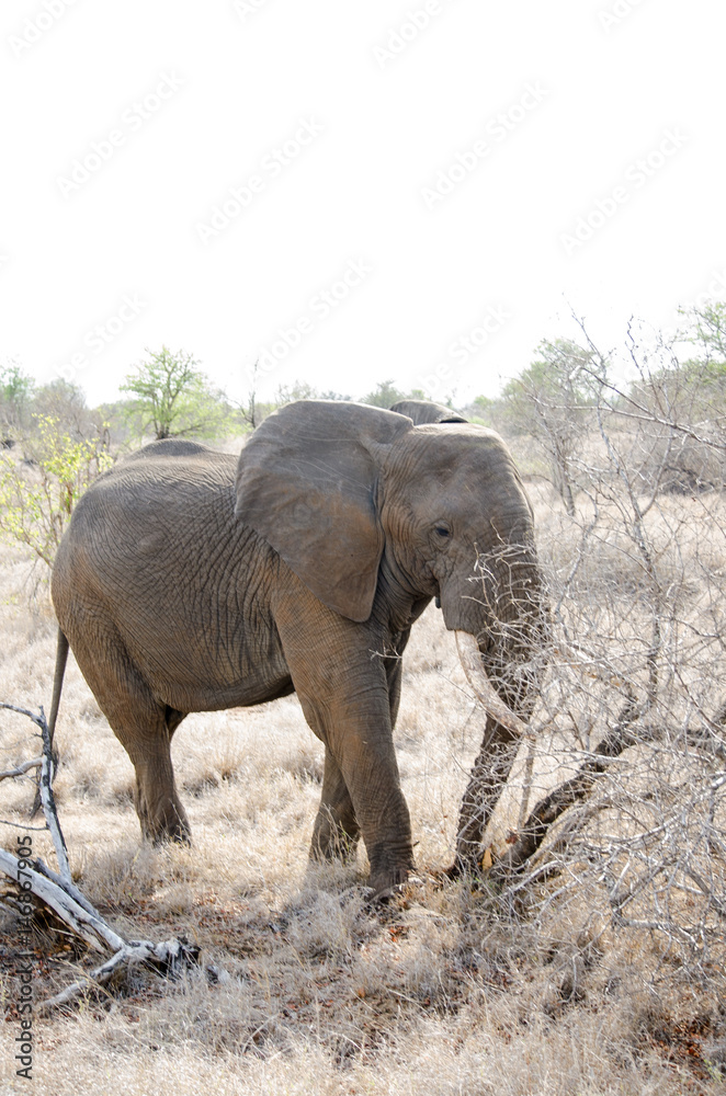 Fototapeta premium Nature in Africa
